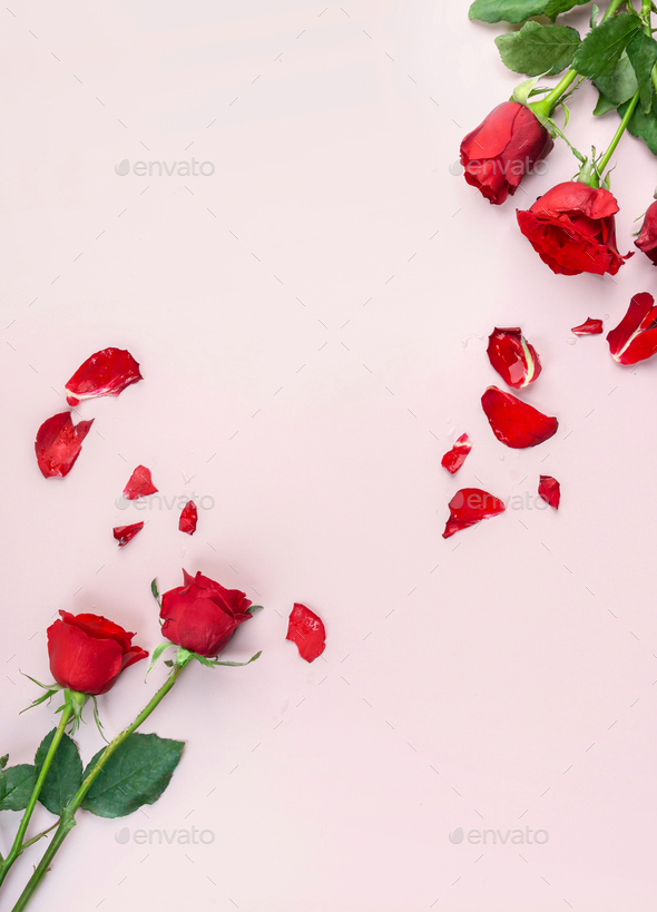 Fresh Red Roses isolated pink background. Valentine's day concept. Love theme. Copy space. Stock